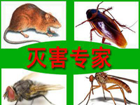 怎樣預(yù)防老鼠？